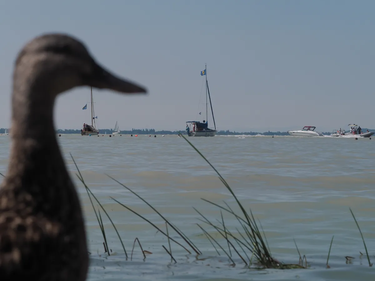 Balaton, kacsa a balatoni tájjal a háttérben