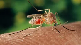 Halálos áldozatot szedett az Európában is elterjedő nyugat-nílusi vírus