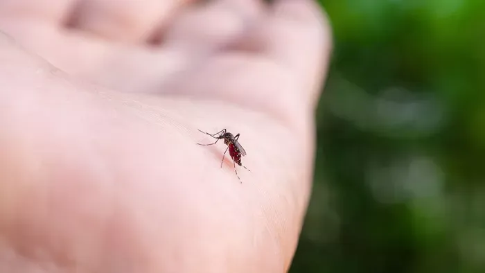 Filléres házipraktikák a szúnyogok ellen