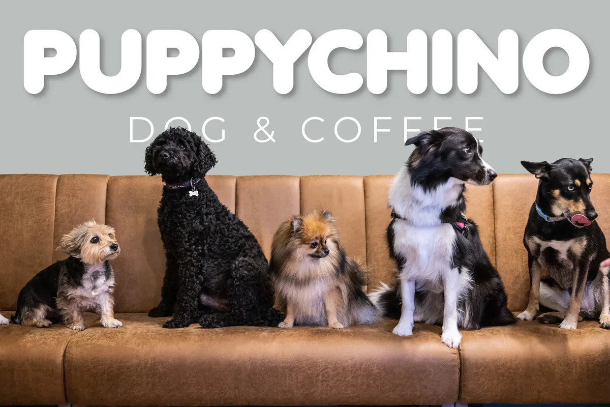 állatos étterem, budapest, puppychino, kutya, kávézó