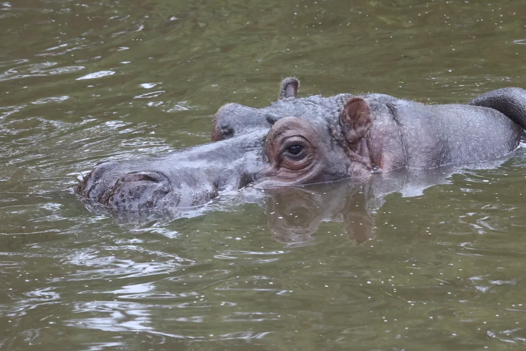 Pécs ZOO: Egy domboldalba épült állatkert, ahol főként kisebb testű állatokat és tengeri akváriumokat lehet megtekinteni. Különösen figyelnek a gyerekbarát élményekre és a hazai fauna bemutatására.