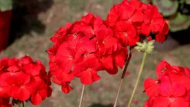 Nemcsak a kert éke, de valódi csodaszer - Meglepő, de a muskátli megannyi bajra gyógyír