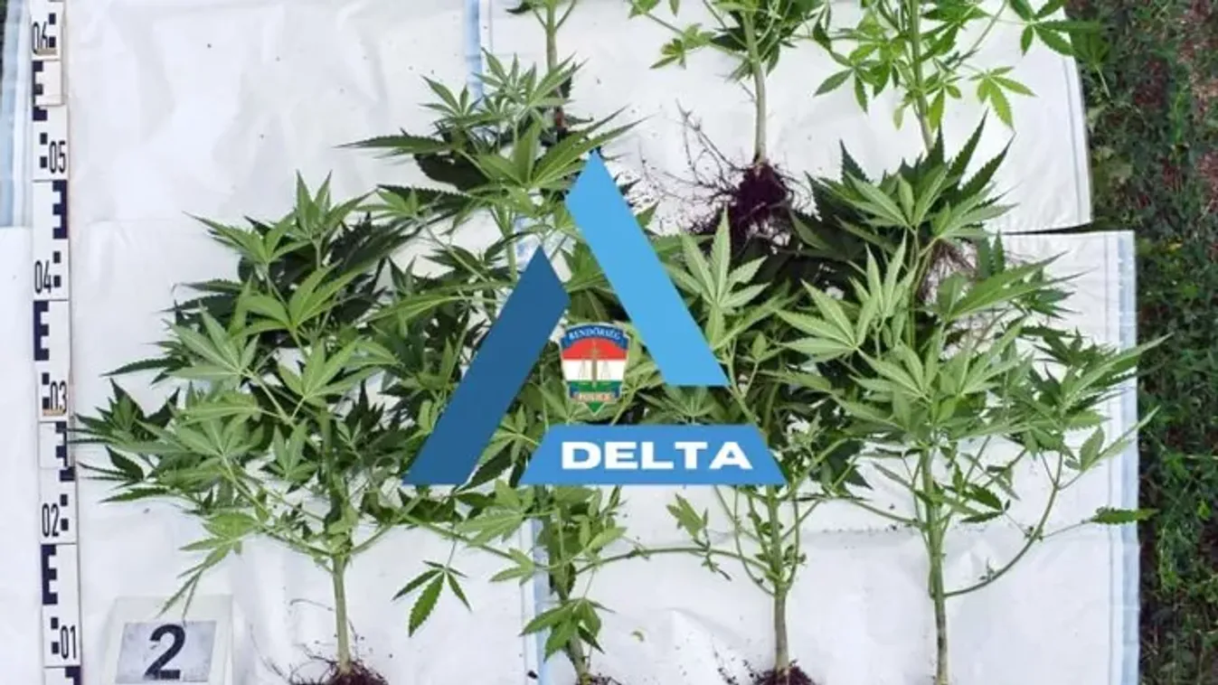 Nagymamája szőlőjében gondozta a cannabist, taxiból terítette a kokaint – íme ezek a hét legjobb drogfogásai