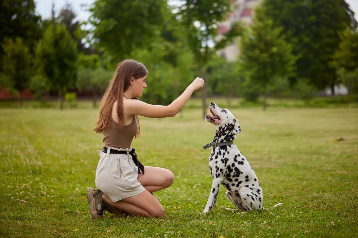 A legjobb kutyaiskolában figyel a dalmata a gazdájára.