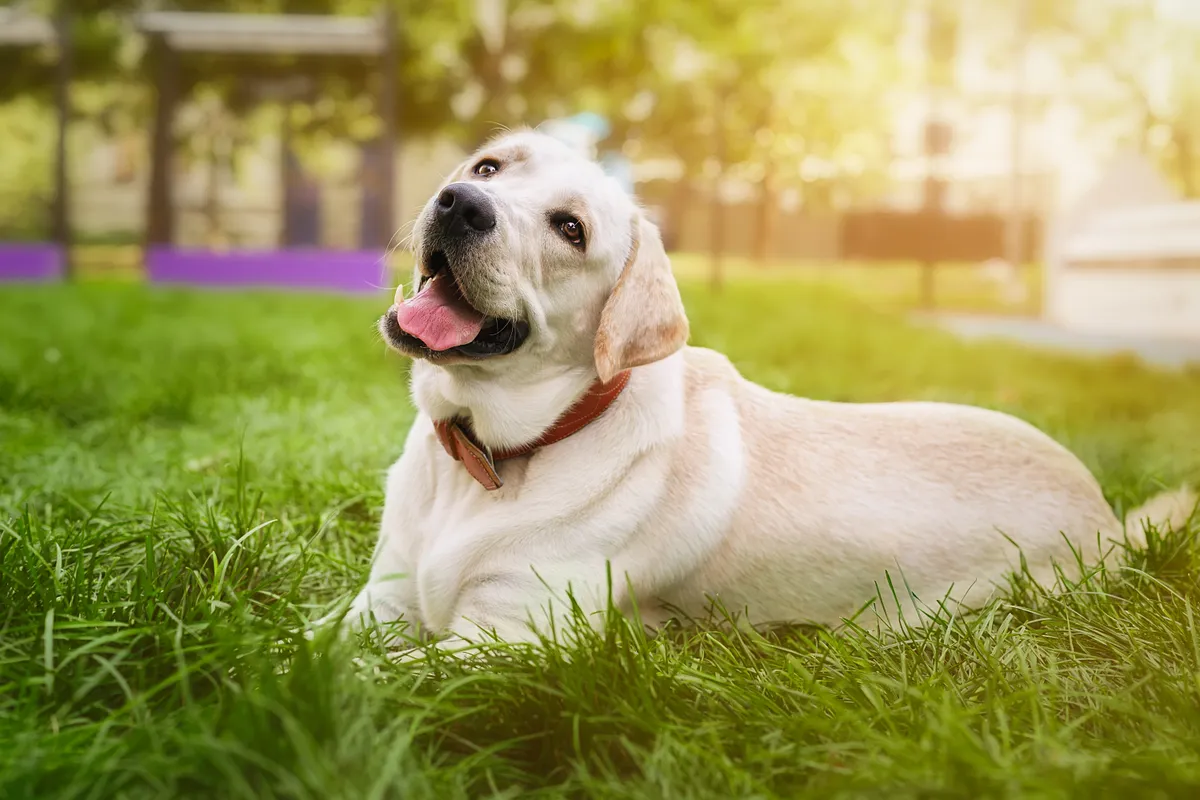 személyiségteszt, labrador, retriver, kutyafajta