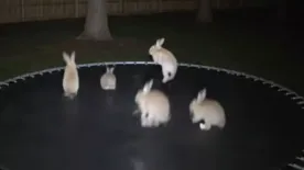 Leleplezzük a vírusként terjedő, trambulinon ugráló nyuszik titkát!