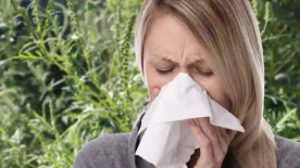 Minden allergiás a parlagfűre gyanakszik, pedig az igazi baj a kert végében van