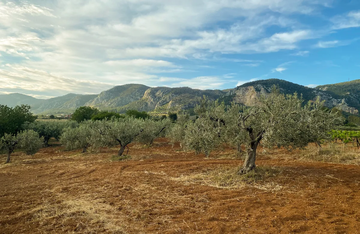 Mediterrán táj, ahol az olajfa gondozása hagyományos módon zajlik