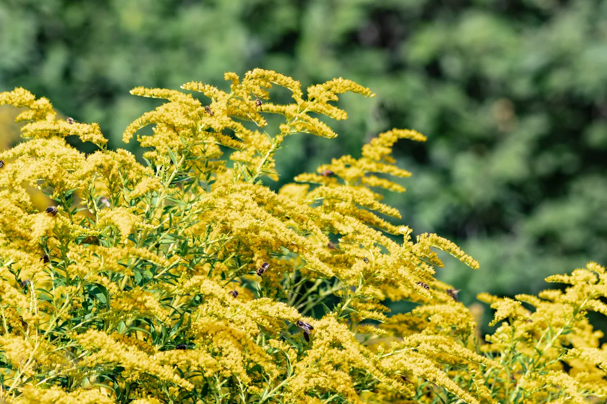 Field,With,Yellow,Flowers.,Blur. parlagfű