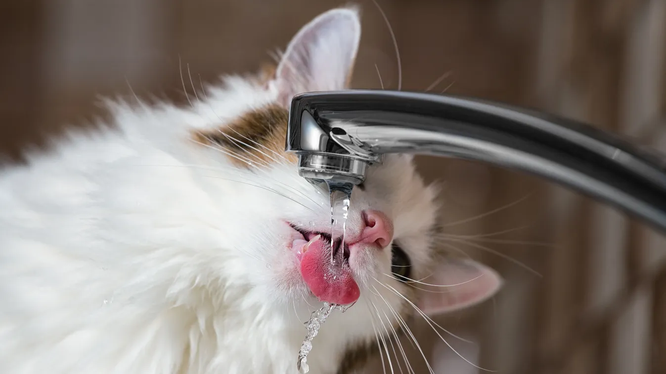 Miért olyan különcök a macskák, amikor isznak? – Macskatartóknak kötelező olvasmány