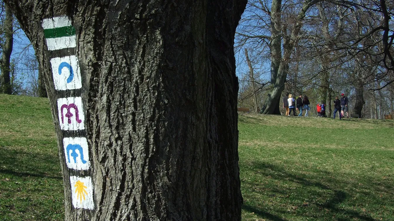 kvíz, turistajelzés, fatörzs, park, természet