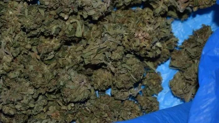 Tetemes drogfogás: 121 tő cannabist találtak a rendőrök