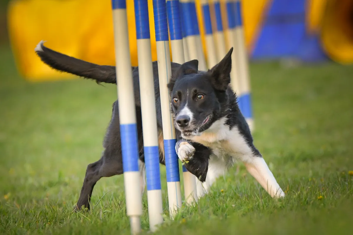 A legjobb kutyaiskola biztosítja az agility sport lehetőségét.
