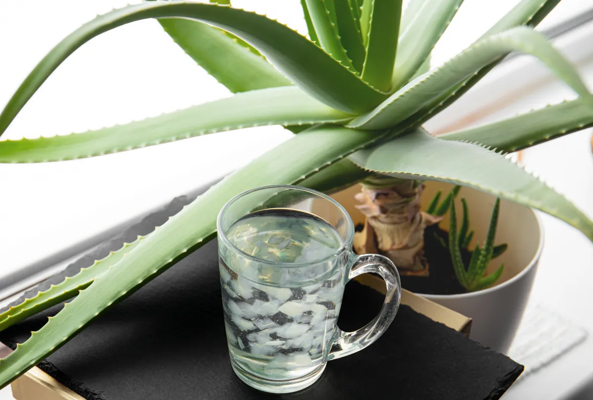aloe vera növény
