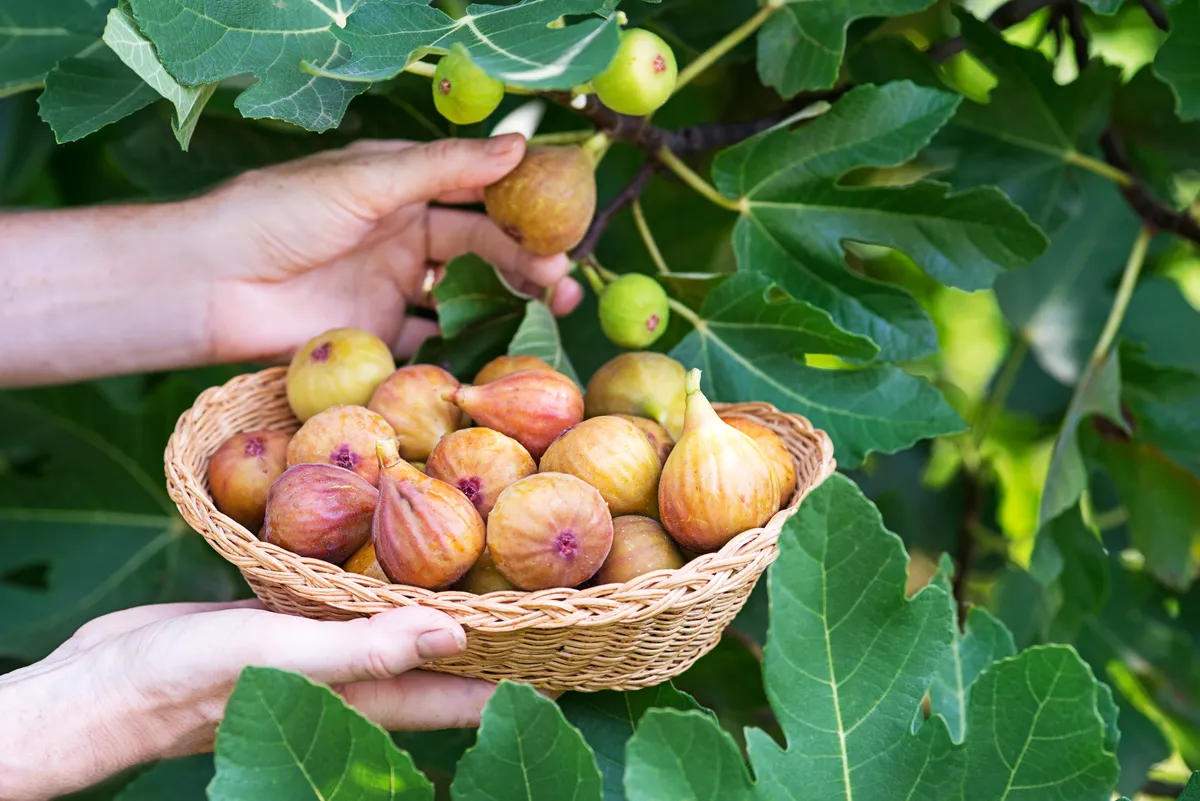 gyümölcs, füge, fügefa, fügét szedő férfi