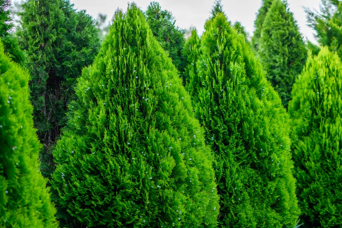 A tuja betegségét a tuja locsolása is okozhatja