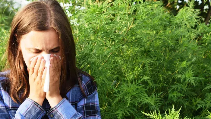 5 megdöbbentő tény, amit nem tudtál a parlagfű allergiáról