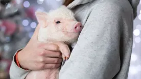 5 állatos étterem Budapesten, ahol apró cukiságok társaságában kávézhatsz