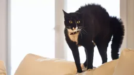 Rejtélyes hatodik érzék: ijesztő jelek, amelyek arra utalnak, hogy a macskád szellemet lát