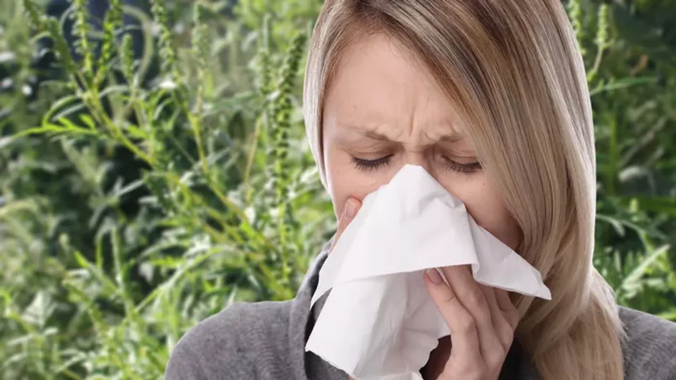Minden allergiás a parlagfűre gyanakszik, pedig az igazi baj a kert végében van