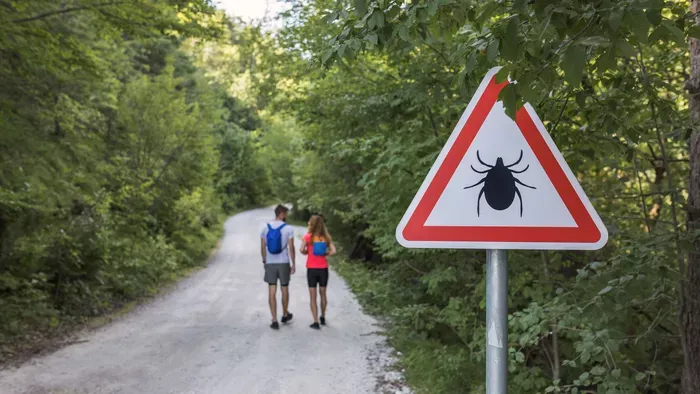 Lyme-kór: kullancsok terjesztik ezt a súlyos betegséget