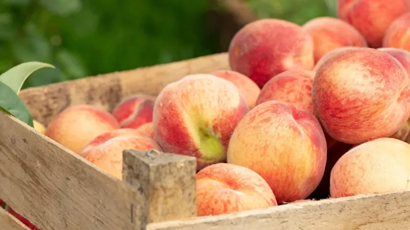 Filléres őszibarack-krémleves recept: a szezon legkrémesebb finomsága