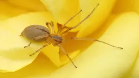 Az orvosok is tanácstalanok - ismeretlen élőlény mart Kristóf lábába