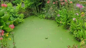 Algásodik a kerti tó? Akkor ideje a tettek mezejére lépni