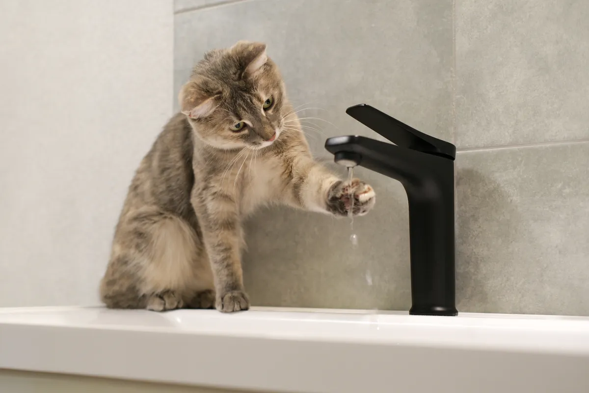 macska, cica, ivás, csap, folyó víz, viz bevitel, kis állat