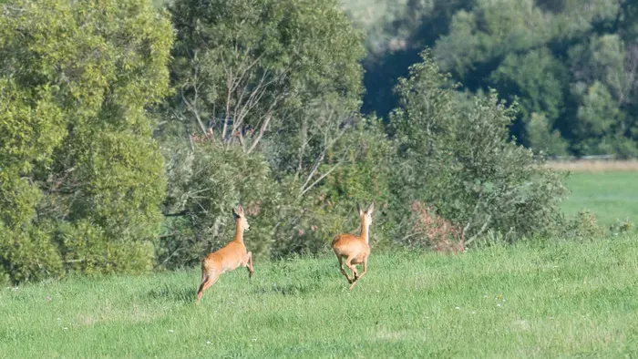 Csoda őzike: öt lábbal rótta a magyar mezőket - Fotó