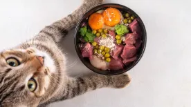 6 étel, ami meghosszabbíthatja a cicád életét – Így etesd, hogy egészséges maradjon