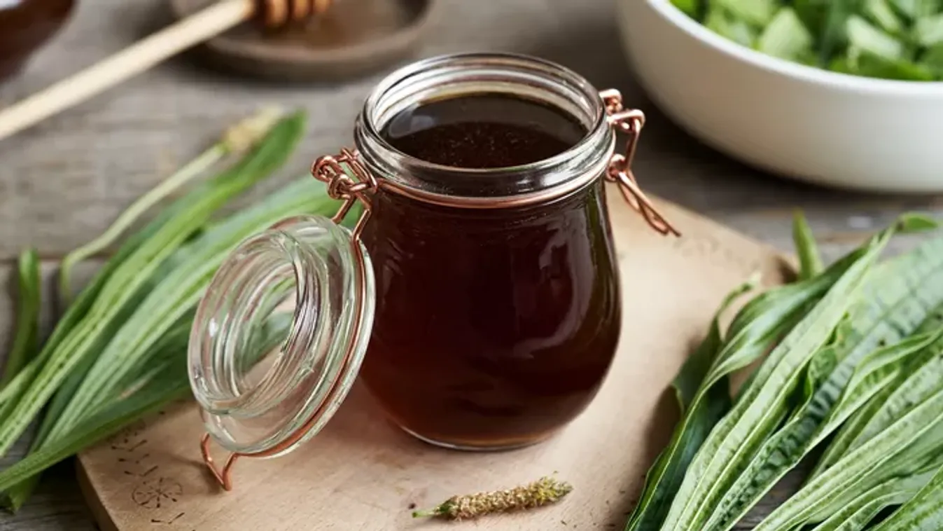 Filléres csodaszer házilag: így készül a lándzsás útifű szirup recept – Egyszerű házi köhögéscsillapító