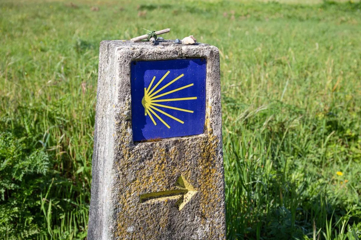 magyar El Camino, sárga fésűs kagyló