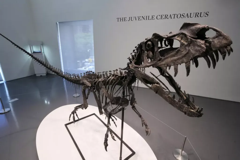 Ceratosaurus-csontváz