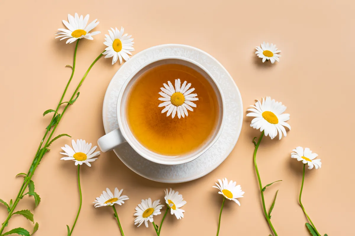 parlagfű allergia, kamilla tea