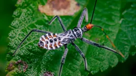 Halálos fertőzést terjeszt ez a rémisztő poloskafaj