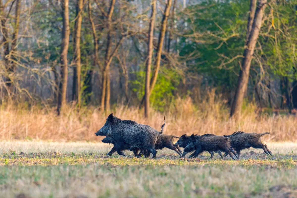 Wild,Boar,Family,Running,To,The,Forest