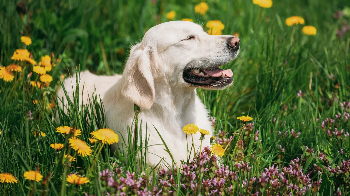 Egy zsemleszínű labrador fekszik a fűben a személyiségtesztünkből most kiderül mit árul el a párválasztási szokásaidról ha ez a fajta a kedvenced.