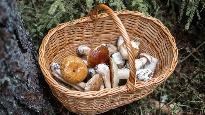 Kezdődik az őszi gombaszezon-íme néhány életmetnő tipp