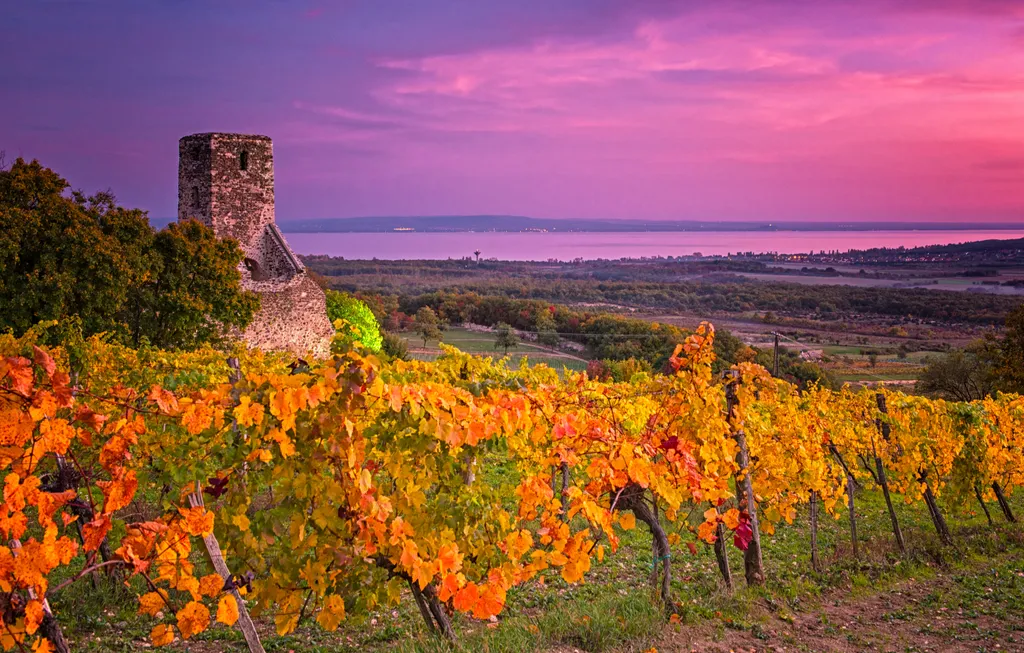Színpompás alkonyat az ezer árnyalatú őszi Balaton-felvidéken szőlősorokkal és középkori romokkal. Kell ennél romantikusabb helyszín?