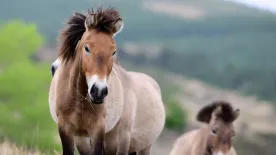 Csernobil csodája: így élnek túl a világ utolsó vadlovai a radioaktív pusztaságban