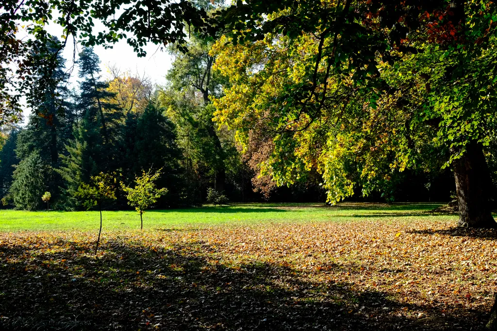 Vácrátóti Arborétum, őszi kirándulás, arborétum, botanikus kert, rét