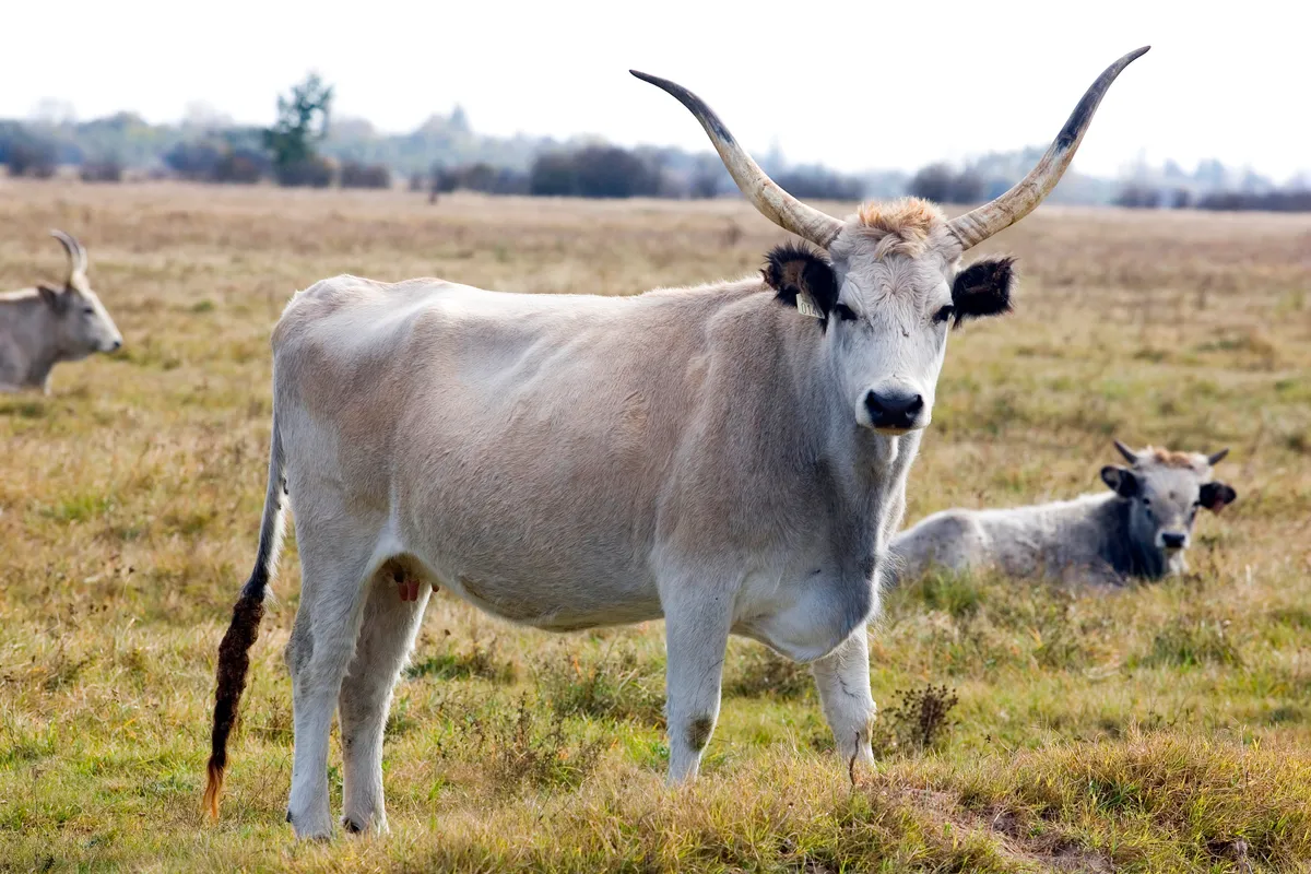Bugac, puszta, magyar szürkemarha