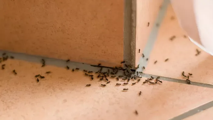 10 trükk, ami távol tartja a hangyákat