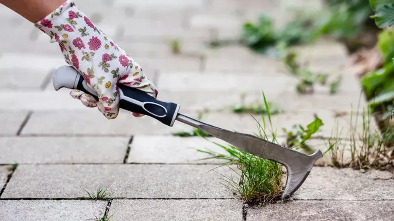 12 praktika, hogy hatásos legyen a térkő gyomtalanítása