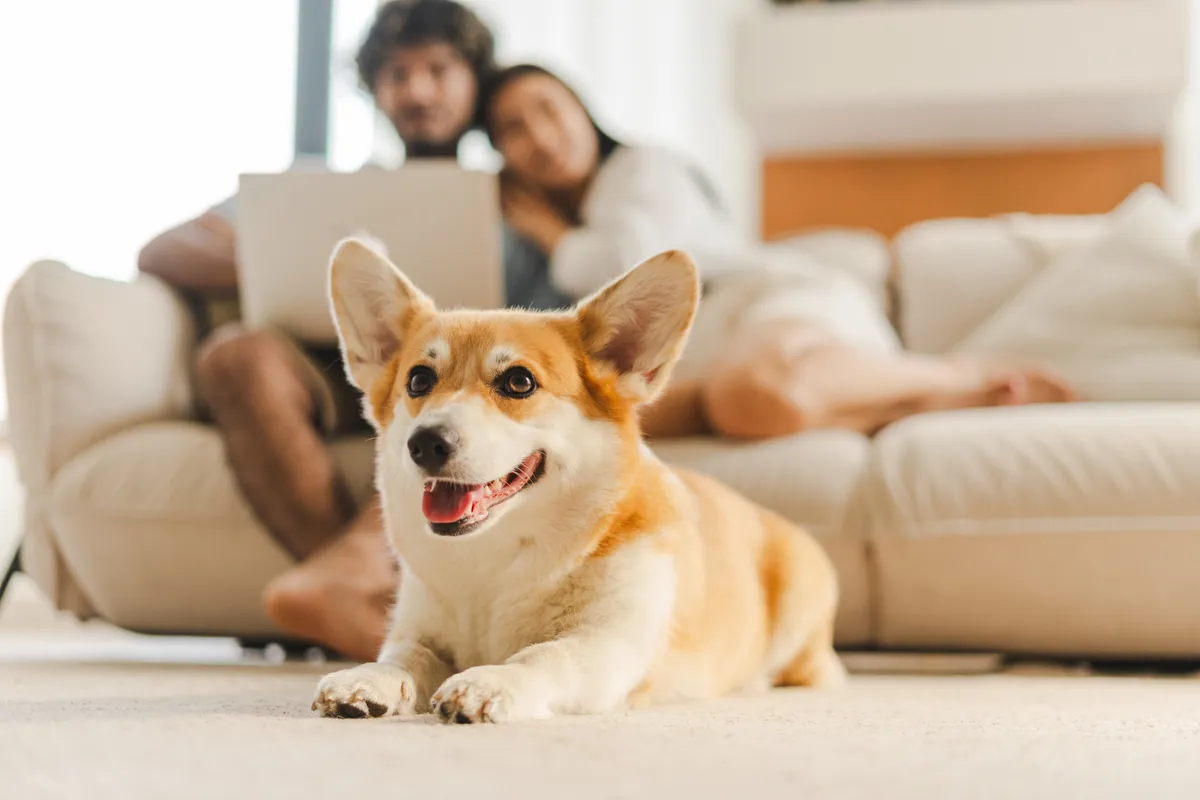 Egy corgi fekszik a foldön a kanapén pedig egy szerelmespár ül töltsd ki a személyiségtesztünket.