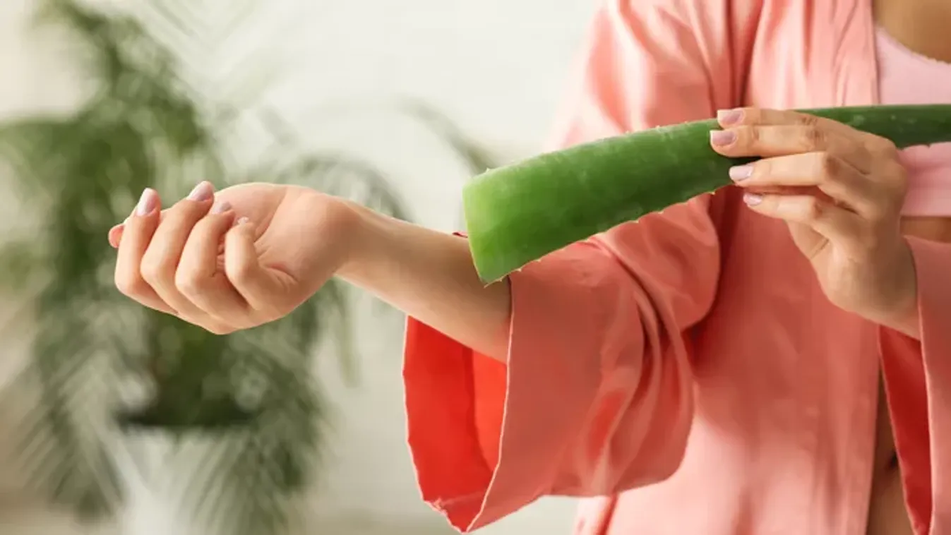 Te is így használod az Aloe Verát? Ha igen, az nagy baj, ugyanis mérgező lehet