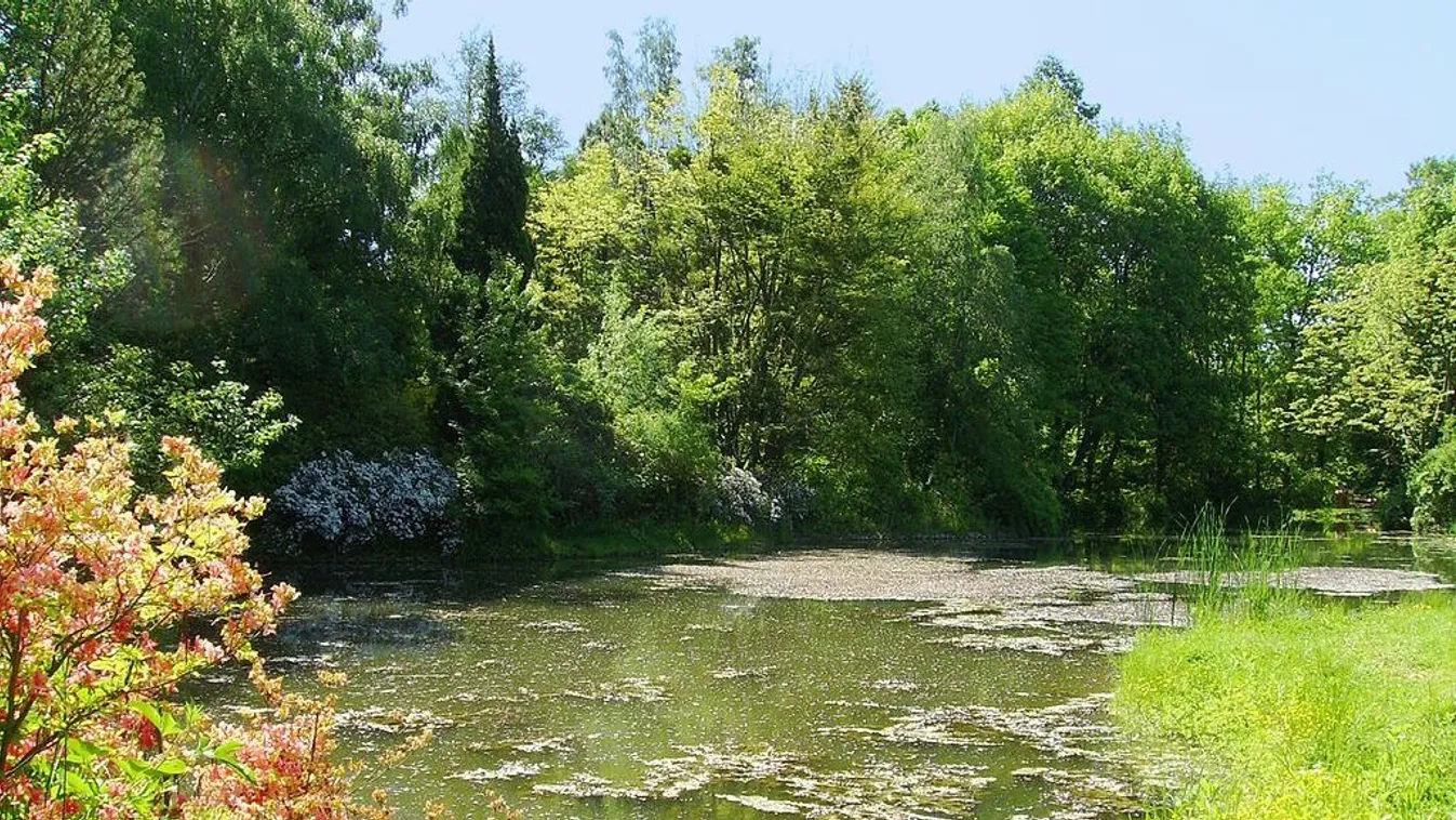 Fák ölelte tó a Kámoni Arborétumban