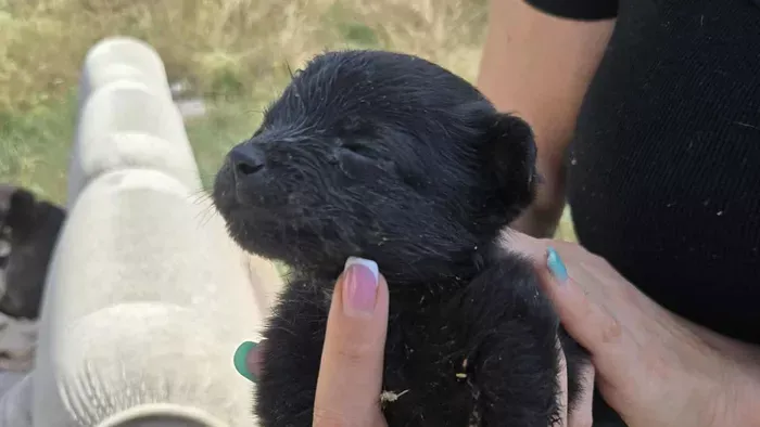 Egy tucat ártatlan életet mentettek meg a rendőrök