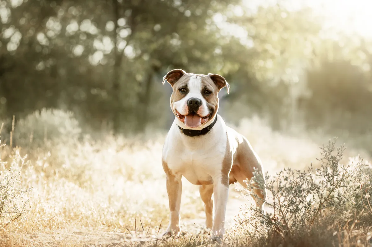 Egy staffie a napfényben áll töltsd ki a személyiségtesztünket.